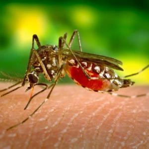 Experts discuss how environmental changes are altering the risk for mosquito-borne diseases